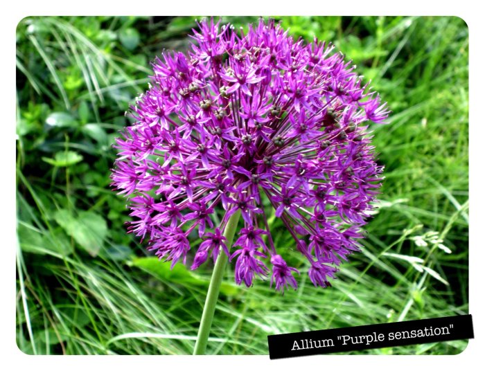 Lila klotformad alliumblomma, kallad "Purple Sensation", i blom mot grön gräsbakgrund.