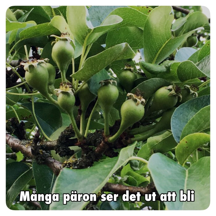 Unga päron på träd med texten "Många päron ser det ut att bli" överlagrat.