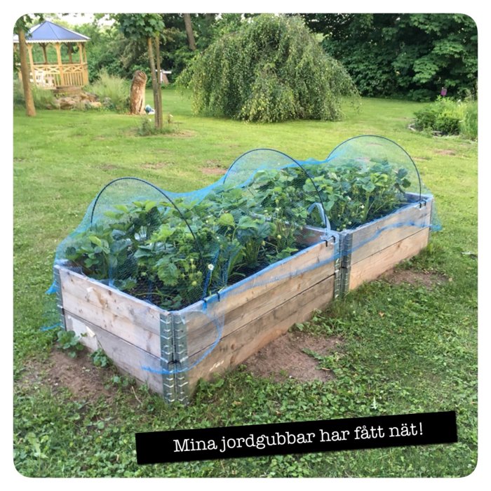 Jordgubbsland med skyddsnät i en trädgård med paviljong i bakgrunden.