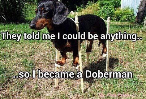 Tax med långa påklistrade pappben står på gräset med texten "They told me I could be anything..so I became a Doberman".