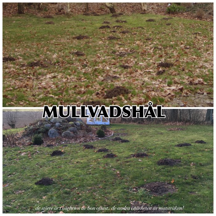 Mullvadshögar utspridda på en gräsmatta med texten "MULLVADSHÄL" och en fotnot "de större är trädheten å bon gåsuf, de andra i närheten av mustraken!