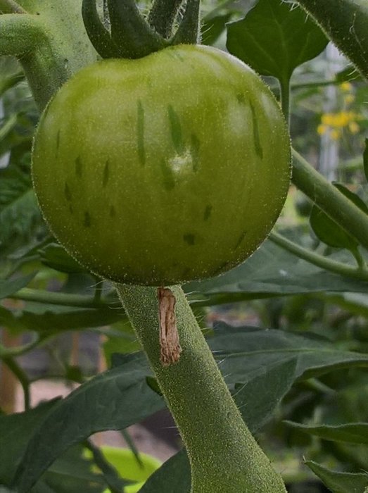 Omoget "Tiger" tomat på planta med synliga gröna ränder och löv i bakgrunden.