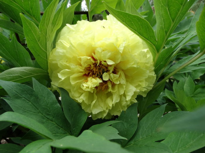 En gul buskpion 'Yellow Crown' med frodigt gröna blad i trädgården.