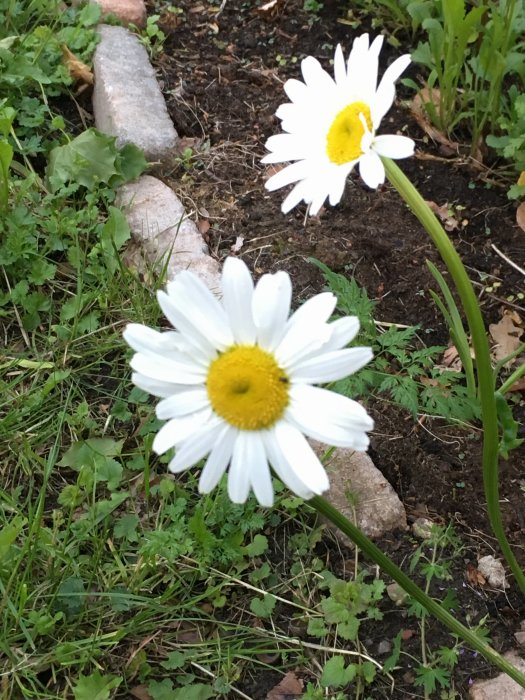 Två blommande prästkragar i fokus med gröna blad och trädgårdsjord i bakgrunden.