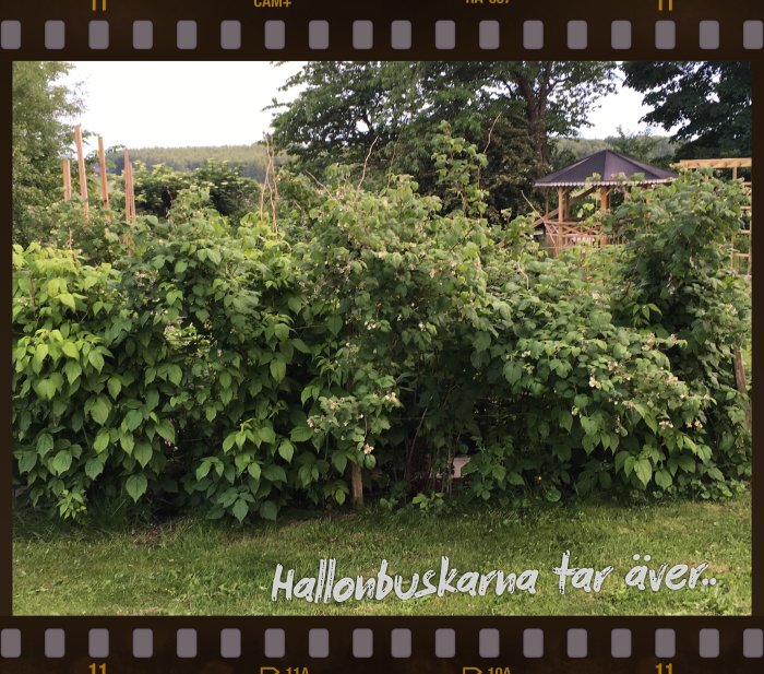 Lush hallonbuskar med blommor som antyder en riklig skörd, i en trädgård med paviljong i bakgrunden.