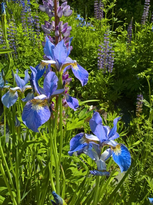 Blå irisblommor med gröna blad och lila blomstänglar i en solig trädgård.