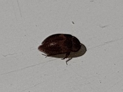 Liten brun skalbagge på ca 5 mm på ljust golv.