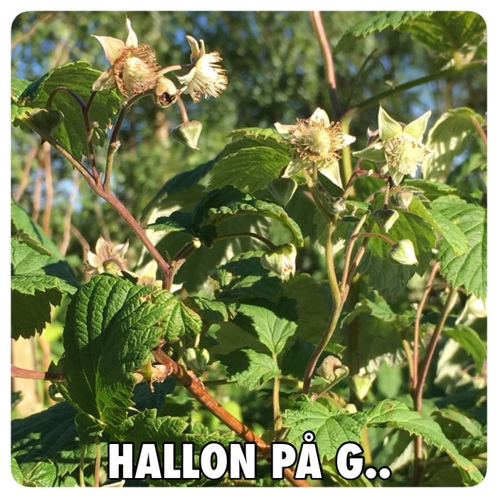 Hallonplantor med omogna frukter och blommor i solljus med text "HALLON PÅ G..