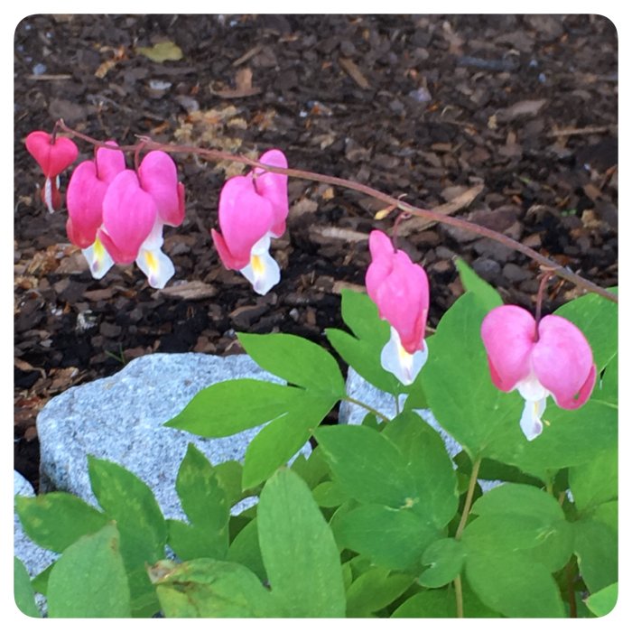 Löjtnantshjärtan med rosa hjärtformade blommor och vita blad mot en bakgrund av mörk jord och gröna blad.