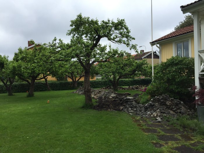 Tomt med gräsmatta och fruktträd före bygge av attefallshus, grävningsarbete synligt i förgrunden.