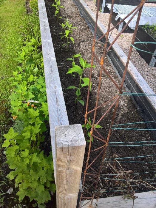 Jordärtskockor som växter längs en upphöjd odlingsbädd med en rostig spaljé i bakgrunden.