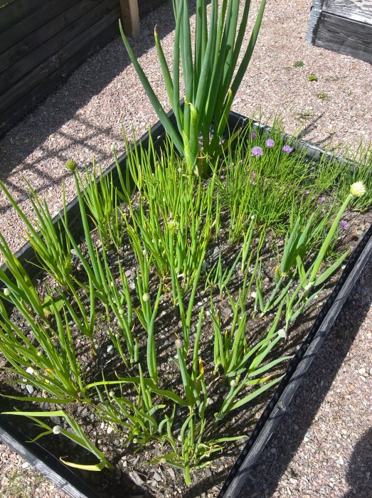 Olika löksorter odlade i en trädgårdsbädd, inklusive gräslök och blommande purjolök.