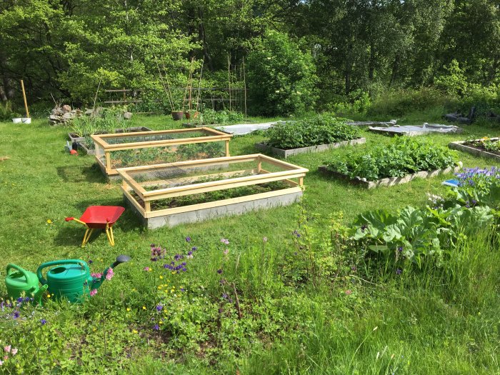 Trädgårdsland med nätöverbyggda odlingsbäddar för bär, grönsakslådor och trädgårdsredskap på gräsmatta.