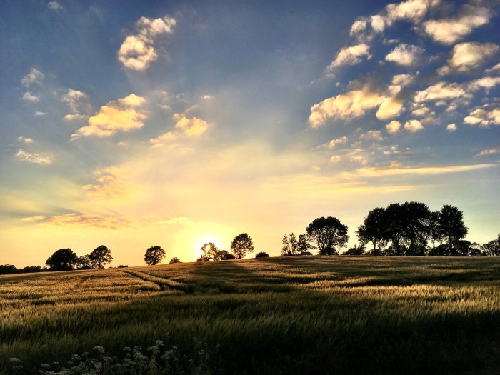 Solnedgång över ett gyllene sädesfält med träd och vacker himmel.