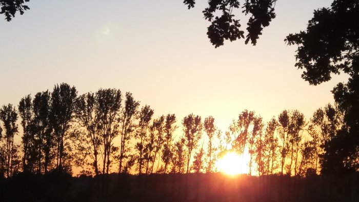 Solnedgång bakom trädtoppar med himmel i orange toner.