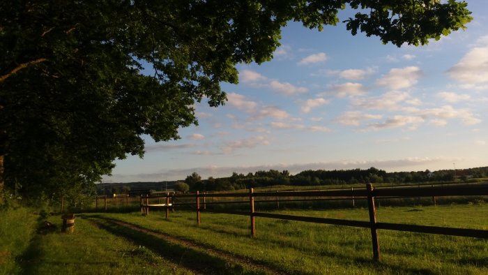 Trädgård med trästaket, gräs och träd i solnedgång, ger en trevlig atmosfär för utomhusvistelse.