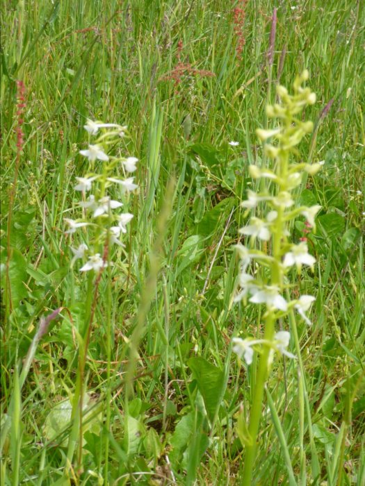 Nattviol, en fridlyst orkidé, blommar i en äng med blandad grön vegetation och röda ängssyra frön i bakgrunden.