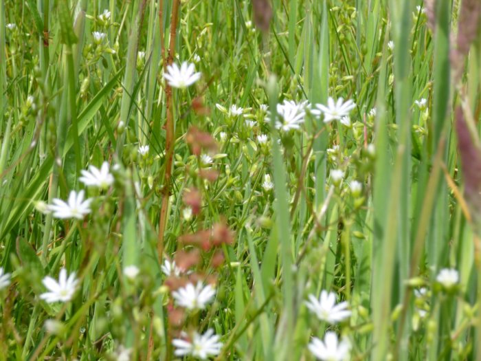 Vita små blommor med fem kronblad i ängsgrönska, troligtvis stjärnblommor.