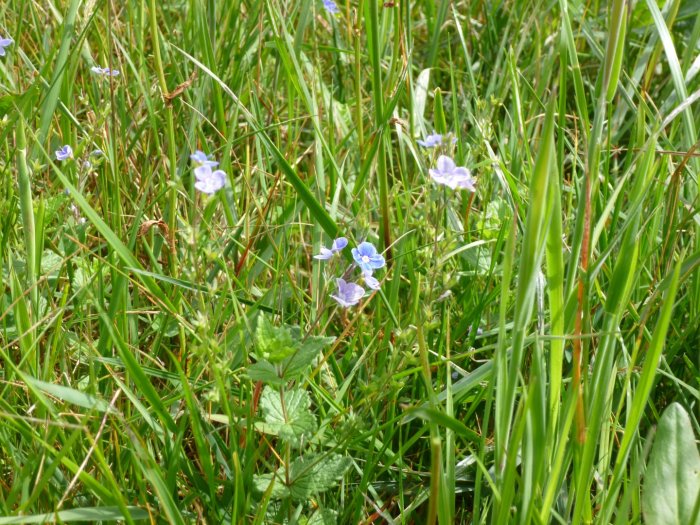 Blå småblommor som troligtvis är Teveronika i grönskande ängsgräs.