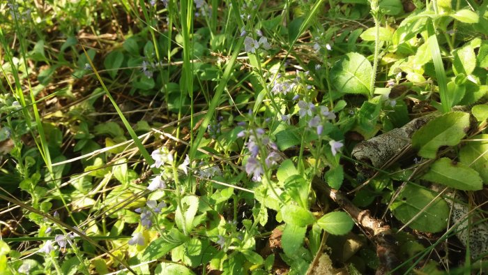 Lila blommor i gräset med löv och kvistar i solljus.