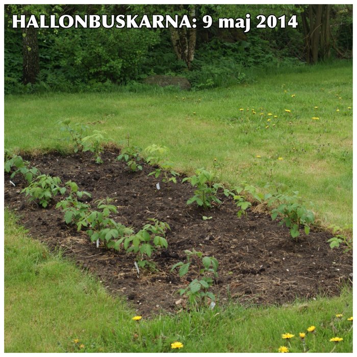 Två rader unga hallonbuskar med olika sorters hallonplanter i en trädgård daterad 9 maj 2014.