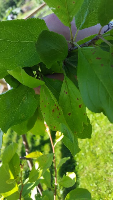 Plommonträdets blad med gulnande och hål med rödbruna fläckar, tecken på sjukdom.