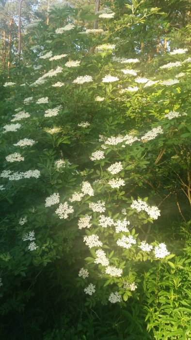 Elders blommor på en buske i solljuset, avsedda för safttillverkning.