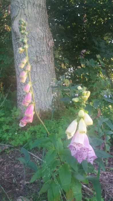 Två fingerborgsblommor i fokus med rosa och vitlila kronblad framför träd och grönska.