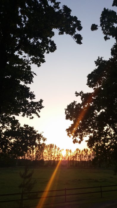 Solnedgång sedd genom trädkronor med en stråle av solljus och en fridfull äng i förgrunden.