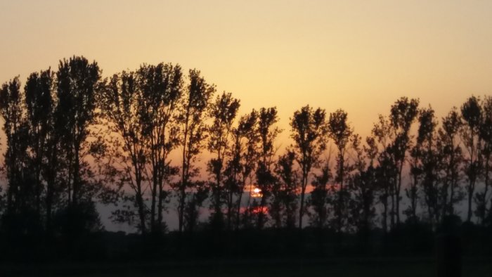 Solnedgång bakom rad av träd på en klar himmel.