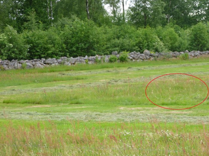 Slagen äng med ett inringat bestånd av orkidéer Nattviol omgivet av högre gräs.