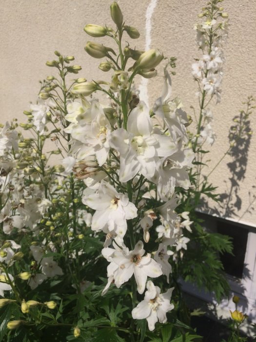 Riddarsporre i blom, vita blommor och knoppar mot en solig vägg, mörkröd Borstnejlika anas.