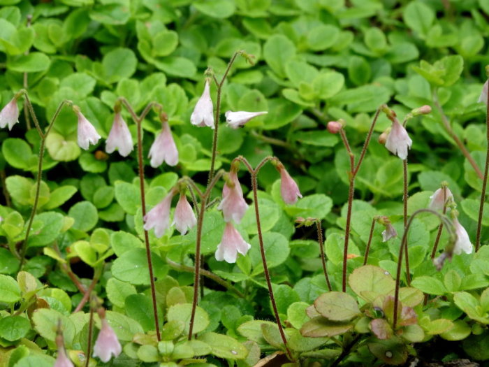 Linnéa borealis blommar bland gröna blad, lilla klockformade blommor på tunna stjälkar.