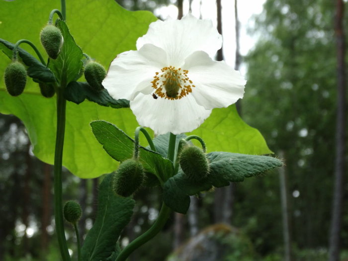 Vit bergvallmo Meconopsis betonicifolia 'Alba' med utslagen blomma och knoppar mot grönt bakgrund.
