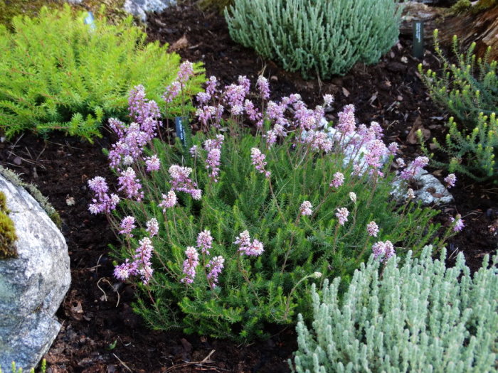 Trädgårdsrabatt med lila Erica spiculifolia 'Balkan Rose', gröna buskar och mörk jord.