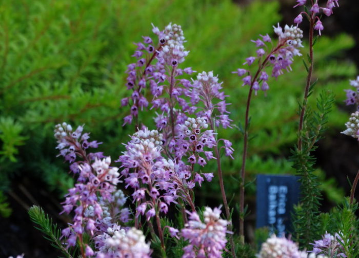 Ljuslila Erica spiculifolia `Balkan Rose´ blommar med frodig grön bakgrund.