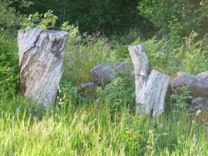 Tre stora stubbar står rotfasta i en lummig äng omgivna av gräs och stenar.