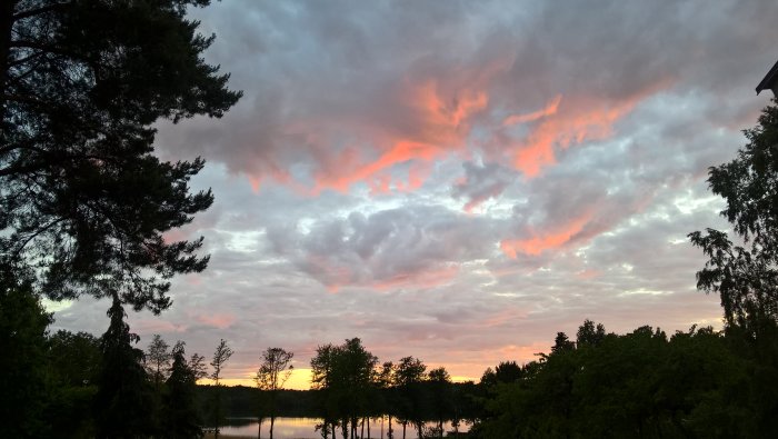 Solnedgång med rosa moln över Mälaren omgiven av mörka träd.
