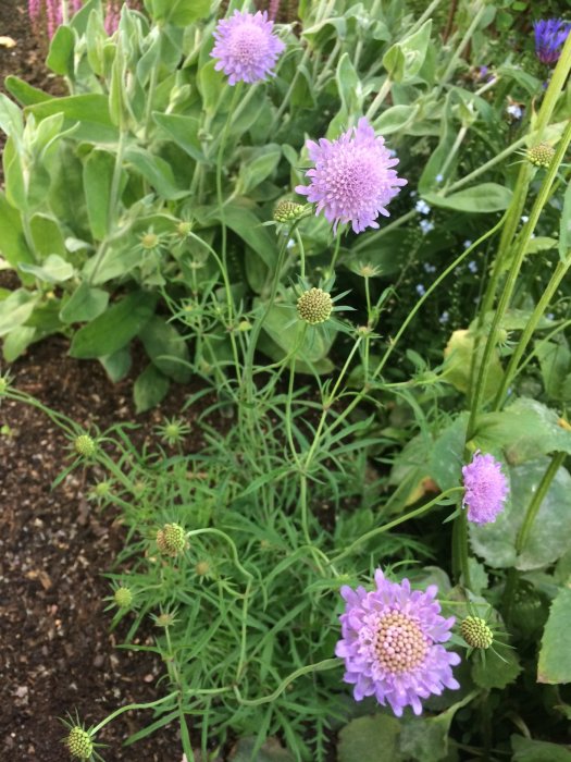 Lila blommor av Sibirisk vallmo med knoppar och gröna blad, nämnd som finare i verkligheten än på bild.