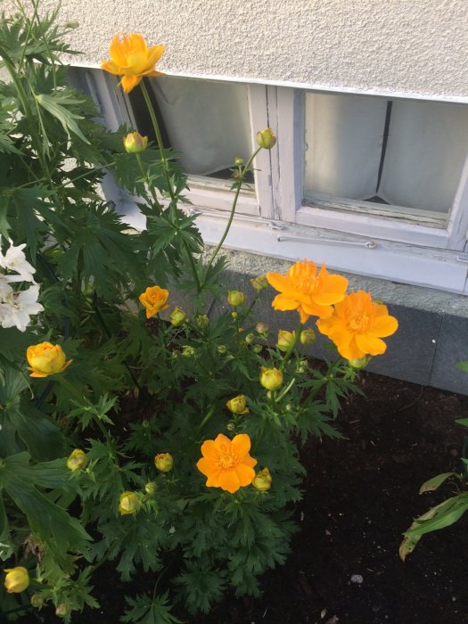 Orange blommande Sibirisk vallmo och knoppar med vit Bergvallmo i bakgrunden vid ett fönster.