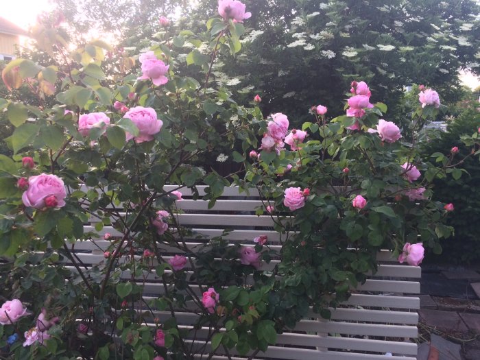 Rosa blommande buskrosor framför en vit trädgårdsbänk, med grönskande träd i bakgrunden.
