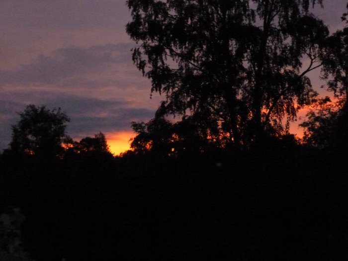 Solnedgång med silhuetter av träd mot en orange och lila himmel.
