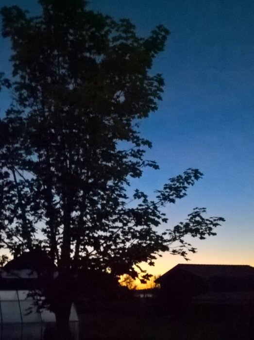 Natthimmel med ljussken bakom silhuetten av ett träd och en byggnad.