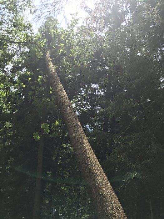 Lång och rak trädstam som sträcker sig upp mot en solig himmel omgiven av frodig grönska i en skog.