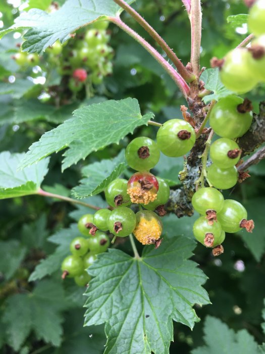 Röda vinbär på buske med några bär som visar tecken på sjukdom, omgivna av gröna blad.