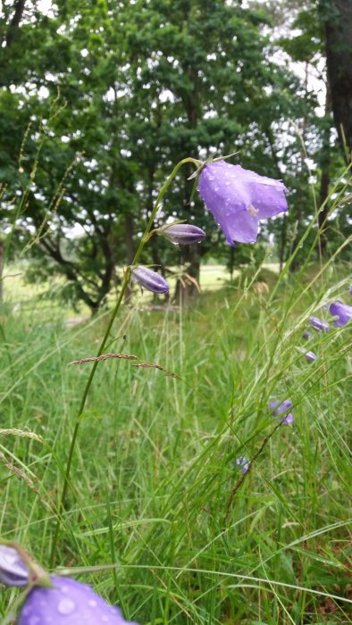 Lila blommor täckta av vattendroppar i ett grönt fält med träd i bakgrunden.