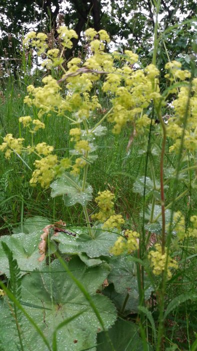 Gula vilda blommor och gröna blad med vattendroppar i fokus, suddig bakgrund av grönska.