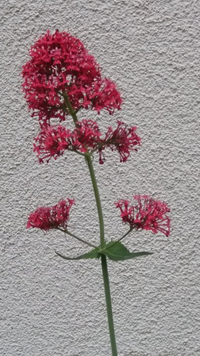 Röd trädgårdsväxt med flera blomklasar mot en vit vägg i bakgrunden.