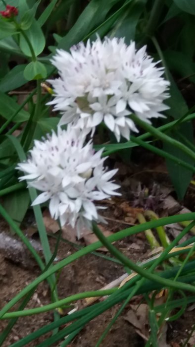 Vit blommande växt av arten Allium ursinum, eller ramslök, i naturlig miljö.