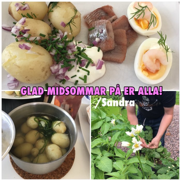 Collage av svensk midsommarbuffé med kokt potatis, sill, ägg med räkor och kokande potatis samt person som plockar blommor. Text: "Glad midsommar på er alla! /Sandra